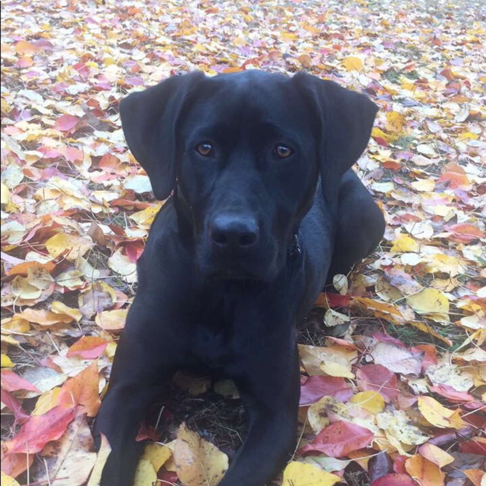 Meet your Posher, Allie